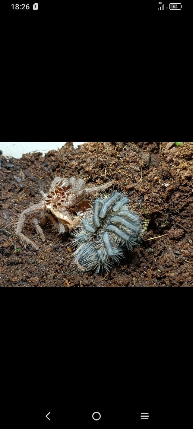 Preview of the first image of Curly hair tarantula. Sex unknown.