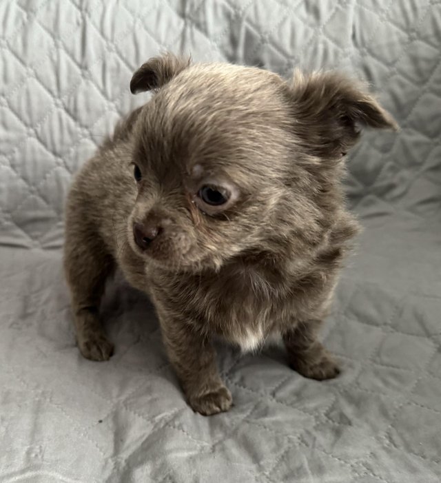 Preview of the first image of Stunning chihuahua babies.