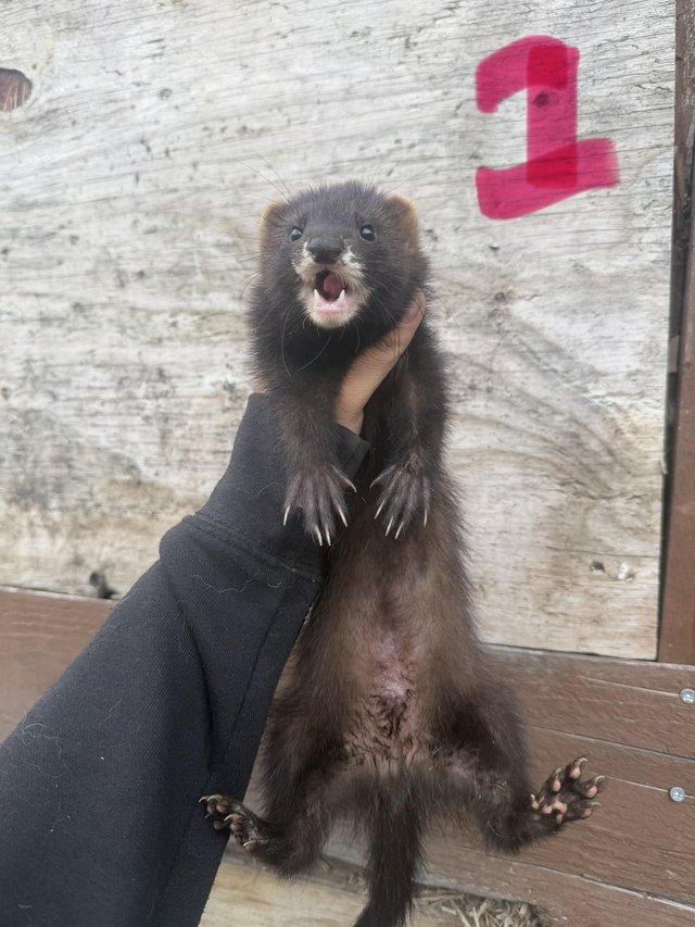 Young ferret hobs looking for home