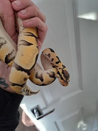 Image 5 of 8 month old baby python