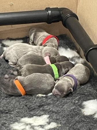 Image 4 of ***ALL SOLD*** - Stunning blue French bulldogs KC registered