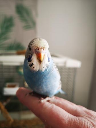 Image 2 of Baby hand tamed budgies for sale