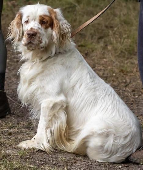 Preview of the first image of Offered at stud Mars (Gracedieu Sherbert) clumber Spaniel.