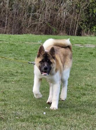 Image 2 of 7 month old Akita female