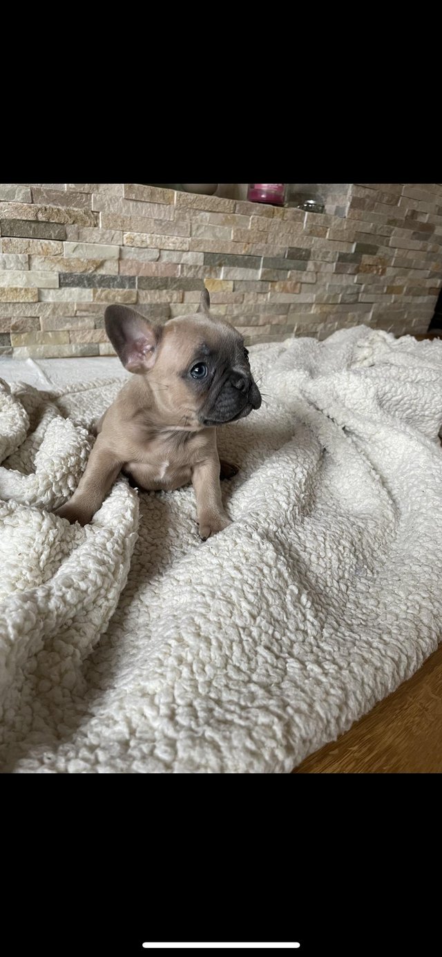 Preview of the first image of 8 weeks old full pedigree frenchies.