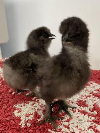 Image 3 of Silkie chicks for sale, must go in pairs