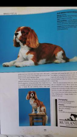 Image 13 of Extensively Health Tested Cavalier King Charles Spaniel Stud