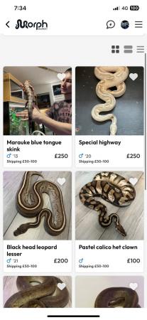 Image 4 of adult royal pythons for sale