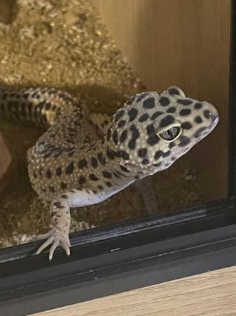 Image 4 of Leopard Gecko for sale with full set up and storage cabinet