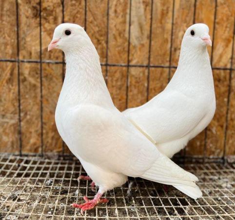 Image 4 of Pure white english doves for sale