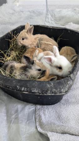 Image 1 of Lionhead/lop-eared babies available end of July