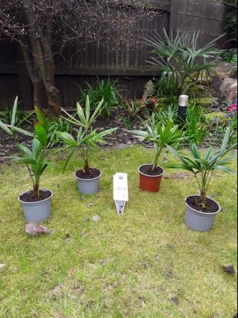Image 5 of Palm Trees Trachycarpus Fortunei