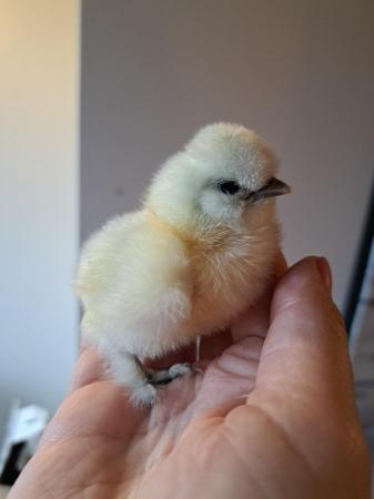 Image 6 of Silkie bantam chicks available now