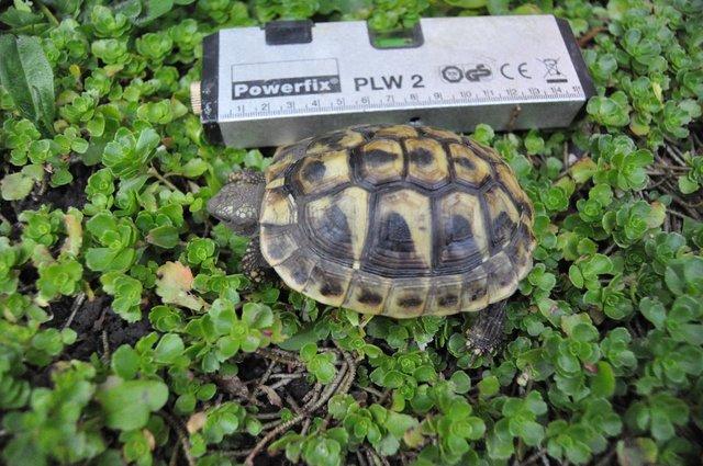 Image 2 of Speedy, the three year old Hermann's tortoise is for sale