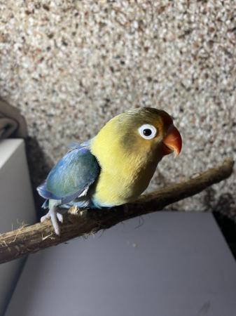 Image 3 of Lovebird male and female