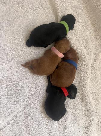 Image 1 of KC registered toy poodle puppies