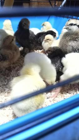 Image 2 of 2 week old unsexed chicks still require heat