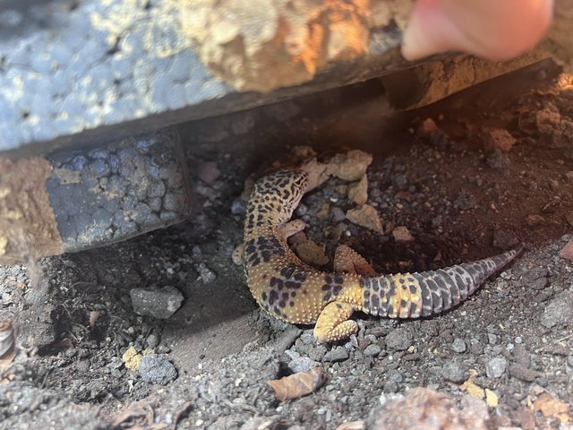 Preview of the first image of 3 year old leopard gecko.