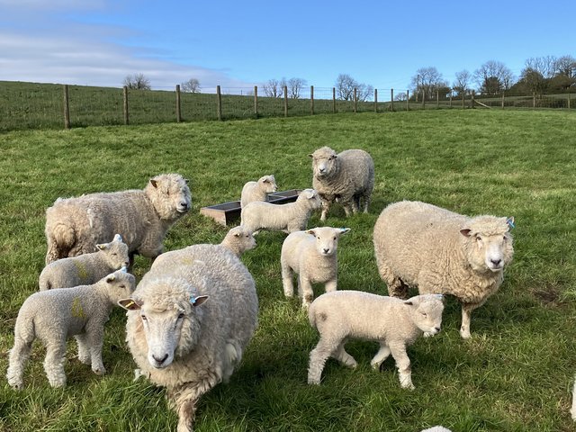 Preview of the first image of Ryelands Ewes and Lambs.