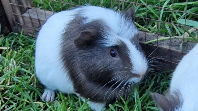 Preview of the first image of Last Baby girl guinea pig ip39es.