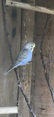 Image 1 of Semi tame baby budgies in various colours
