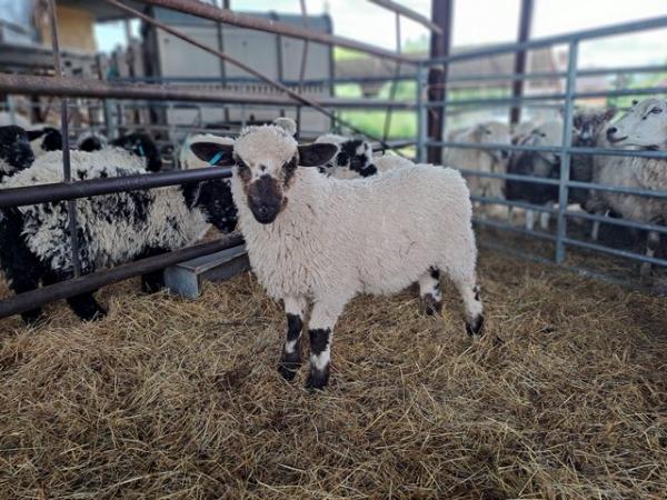 Image 2 of Valais Blacknose x lambs