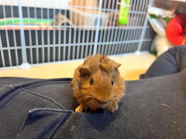 Image 3 of Young attractive male guinea pig for sale