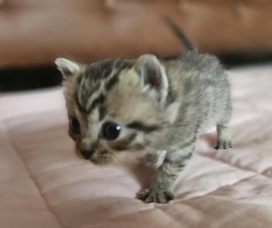 Image 3 of Stunning British Shorthair Kittens