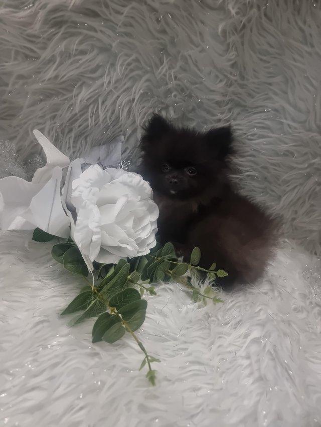 Preview of the first image of 12 week old pomeranian boys.