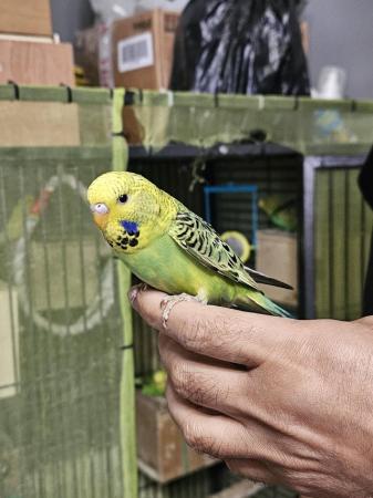 Image 14 of budgies for sale, breeding couples, babies