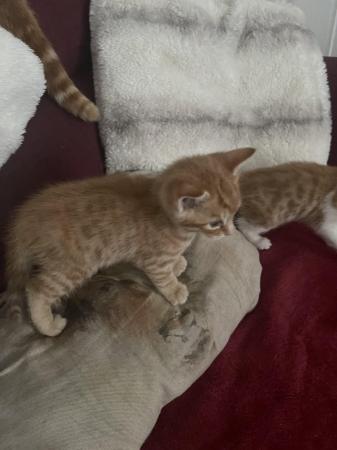 Image 2 of Beautiful ginger kittens for sale