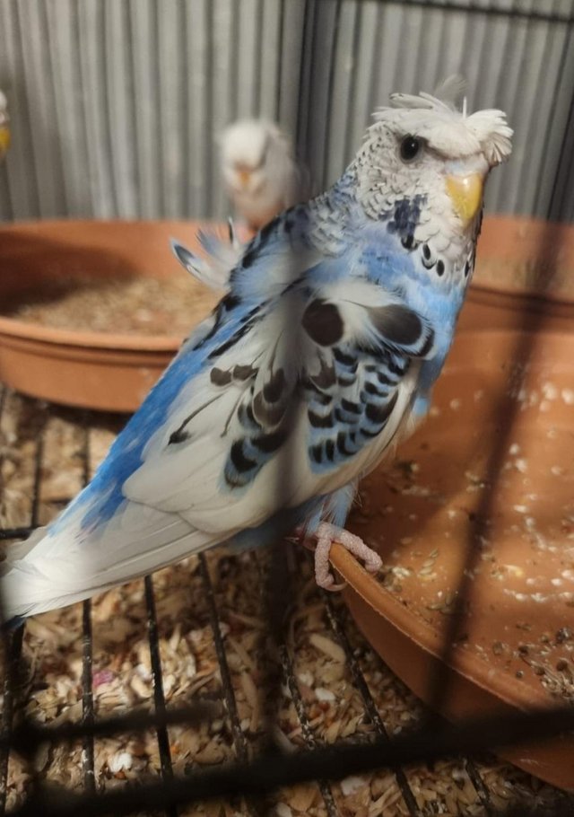 Preview of the first image of 6 month old helicopter female budgie.