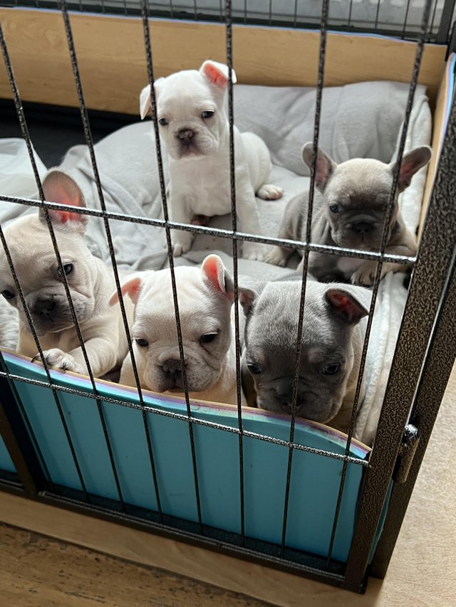 Preview of the first image of Gorgeous French bulldogs.