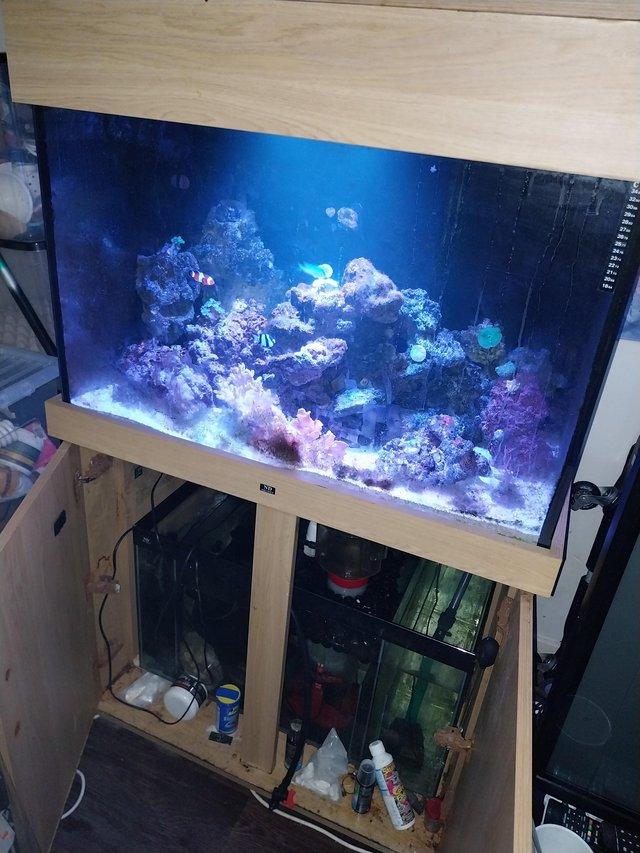 Preview of the first image of Marine tank reef tank saltwater tank. Corals lights fish etc.