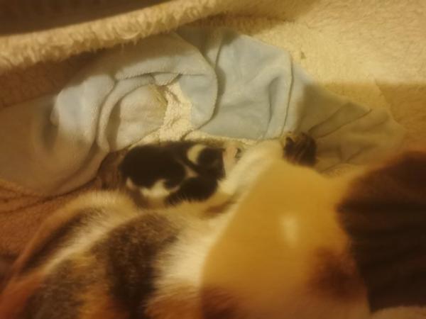Image 1 of 4 kittens for sale.Taking viewings