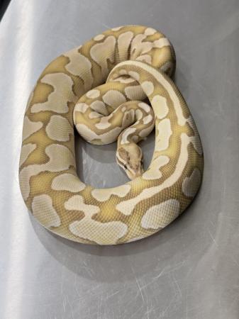 Image 7 of Royal Pythons available