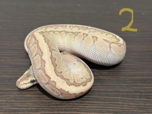 Image 3 of Hatchling Ball Python / Royal Python