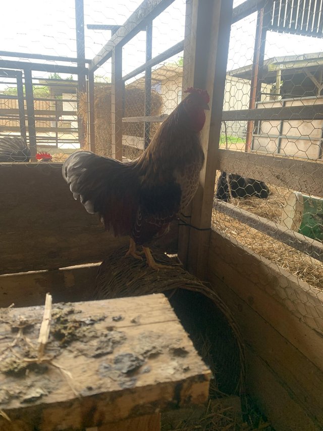 Preview of the first image of 1 year old blue laced red Wyandotte cockerel.