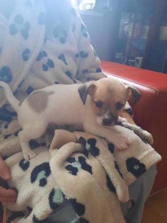 Image 5 of Jackrussle x chihuahua puppie for sale