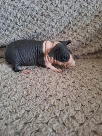 Image 6 of Skinny pig boars boys hairless guinea pigs