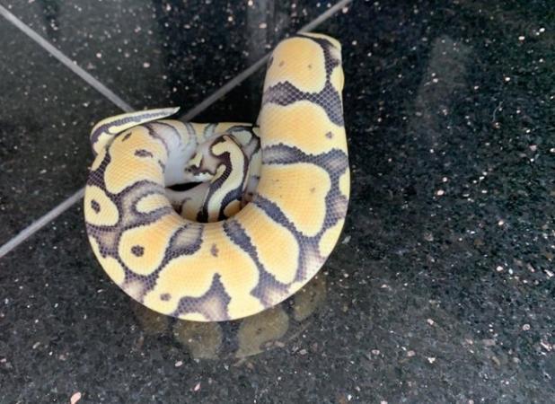 Image 3 of Super Pastel Desert Ghost Male Royal Python