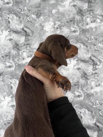Image 15 of Stunning mini dachshunds