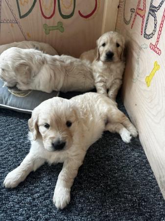 Image 8 of ??Golden Retriever puppies Ready to leave mid April