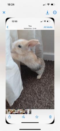 Image 3 of 10 week old baby rabbits for sale