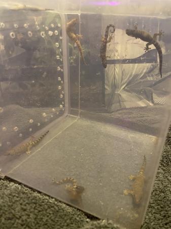 Image 6 of Established Colony of Mourning Geckos and set ups