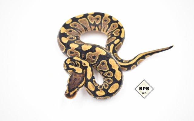Image 5 of Locally-bred, healthy baby Royal Pythons