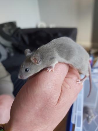 Image 3 of 9 week old fancy mice males £5