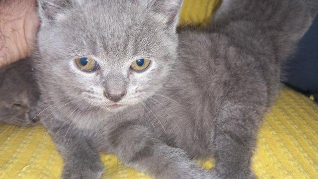 Image 4 of British Blue Shorthair Kittens Tabby