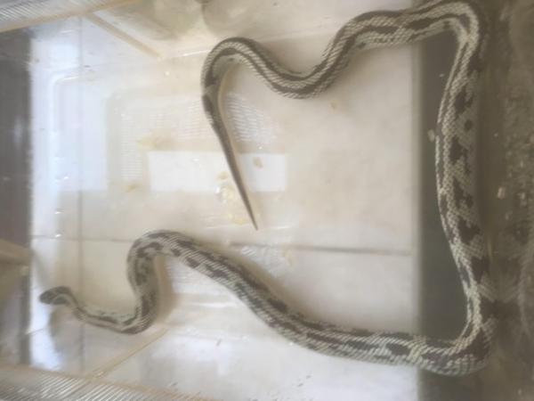 Image 1 of High white chocolate stripe female king snake
