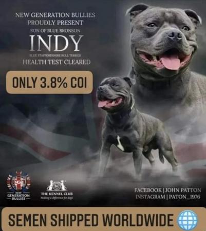 Image 10 of Champion KC Registered Staffordshire Bull Terrier